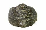 Wide, Partially Enrolled Austerops Trilobite - Morocco #156994-2